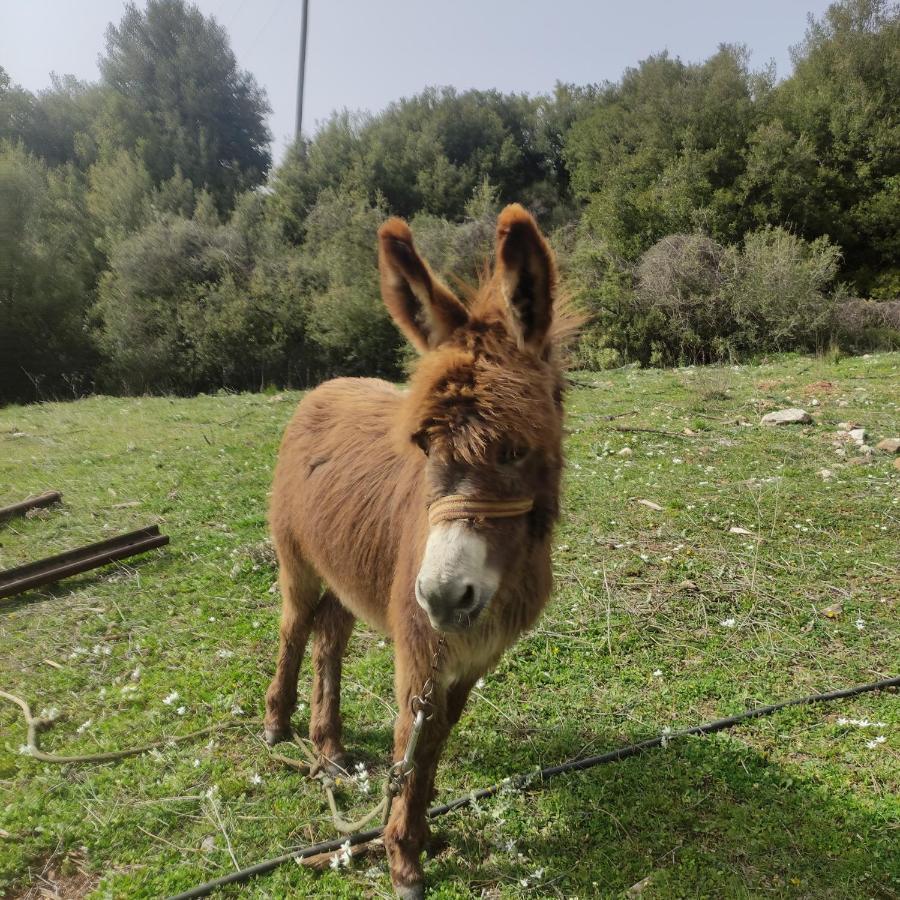 Oneiropagidasuites Kalavryta Dış mekan fotoğraf