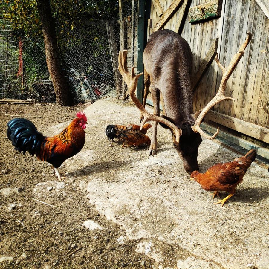 Oneiropagidasuites Kalavryta Dış mekan fotoğraf