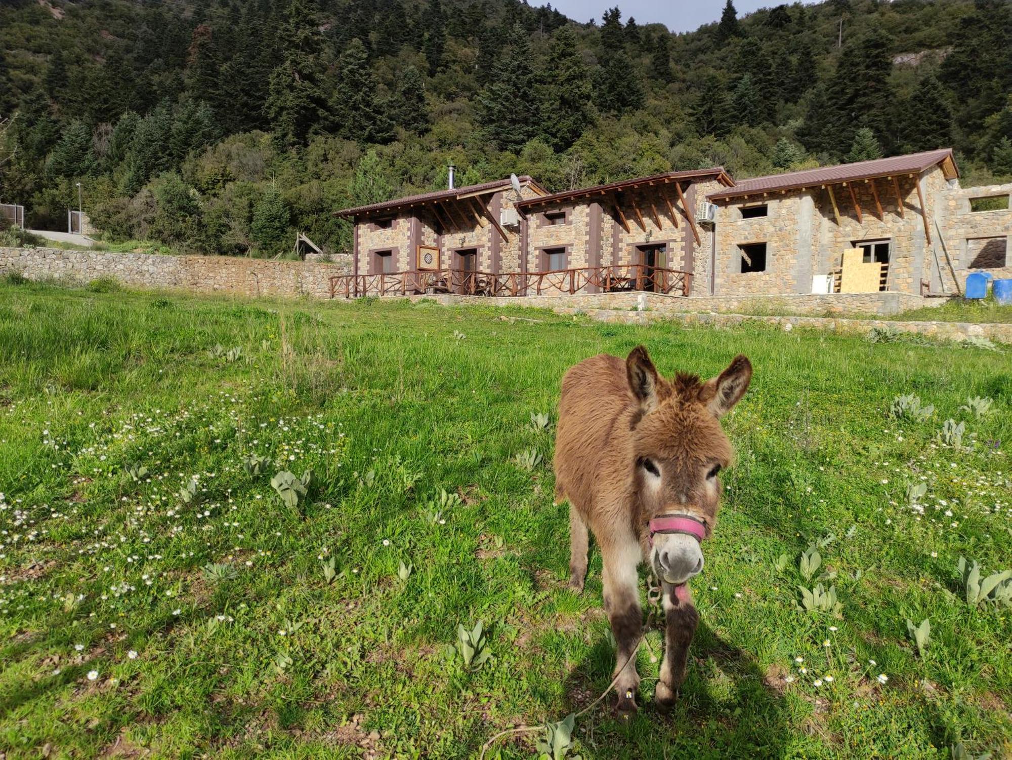 Oneiropagidasuites Kalavryta Oda fotoğraf